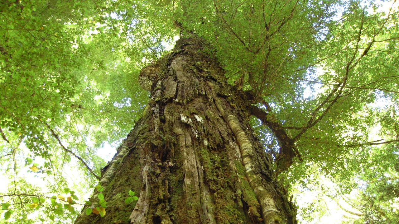 Beech Tree Lodge Ohakune Exteriör bild